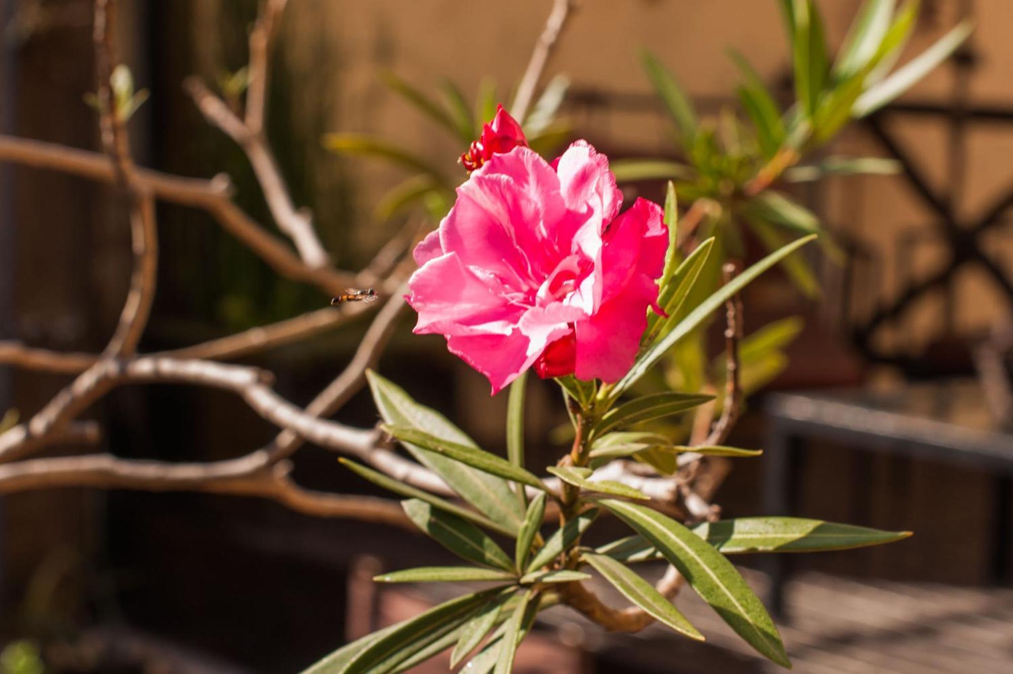 Apassionata Tango Hotel Buenos Aires Ngoại thất bức ảnh